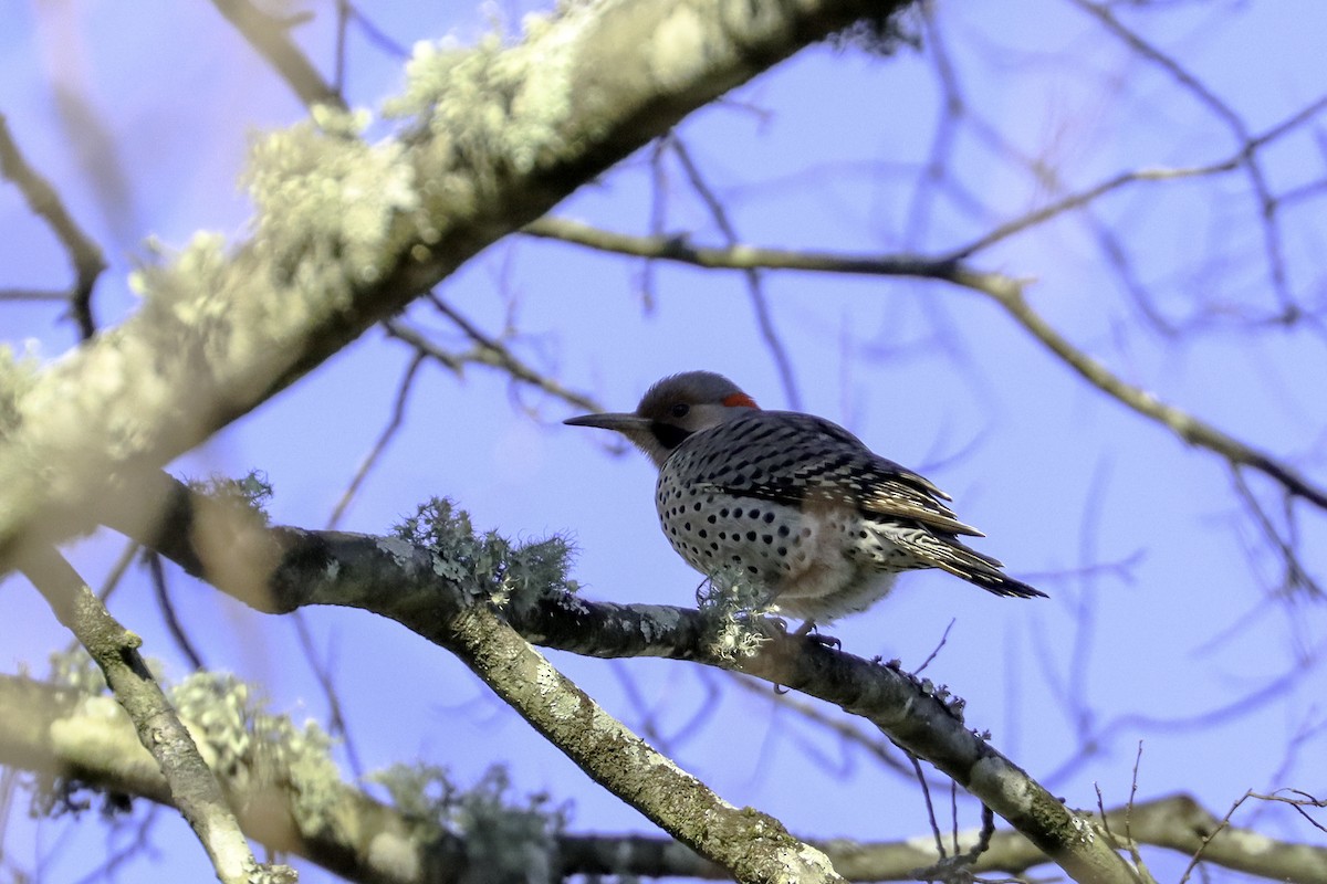 Northern Flicker (Yellow-shafted) - Colin Sumrall