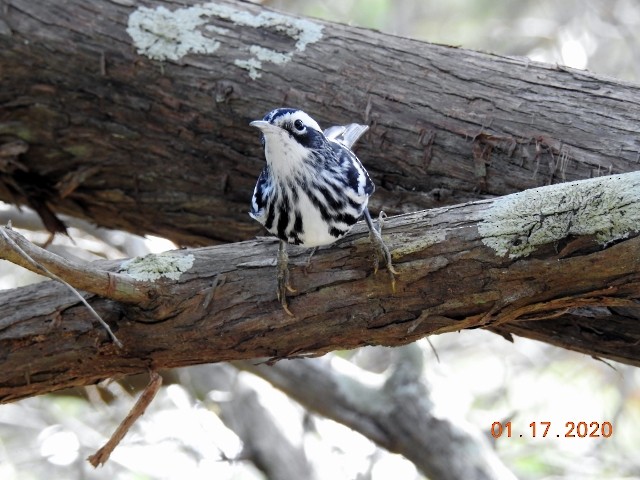 Black-and-white Warbler - ML200379521