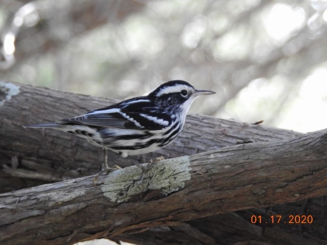 Black-and-white Warbler - ML200379571