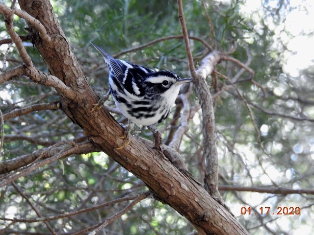 Black-and-white Warbler - ML200379661