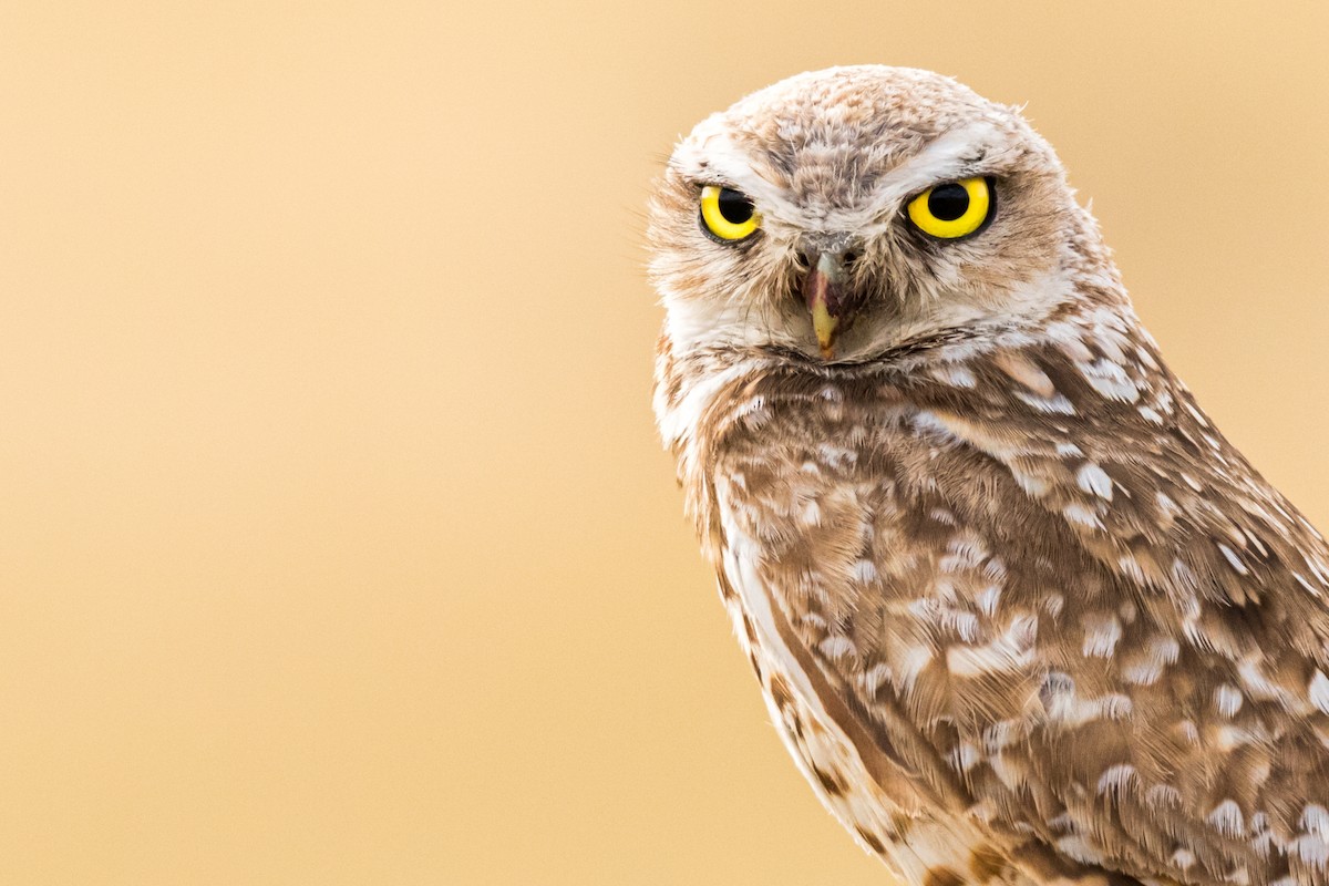 Burrowing Owl - ML200383841