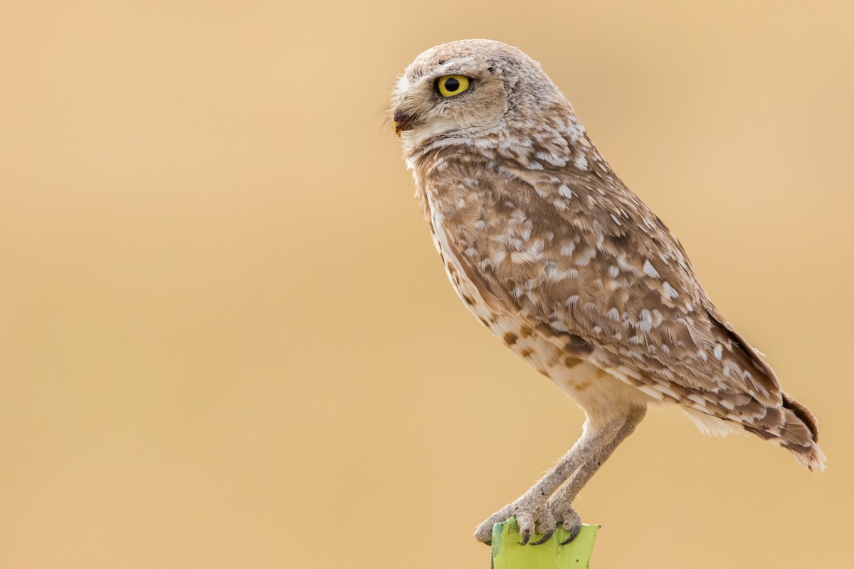 Burrowing Owl - ML200383961