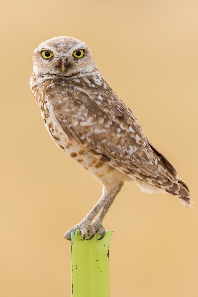 Burrowing Owl - ML200383971