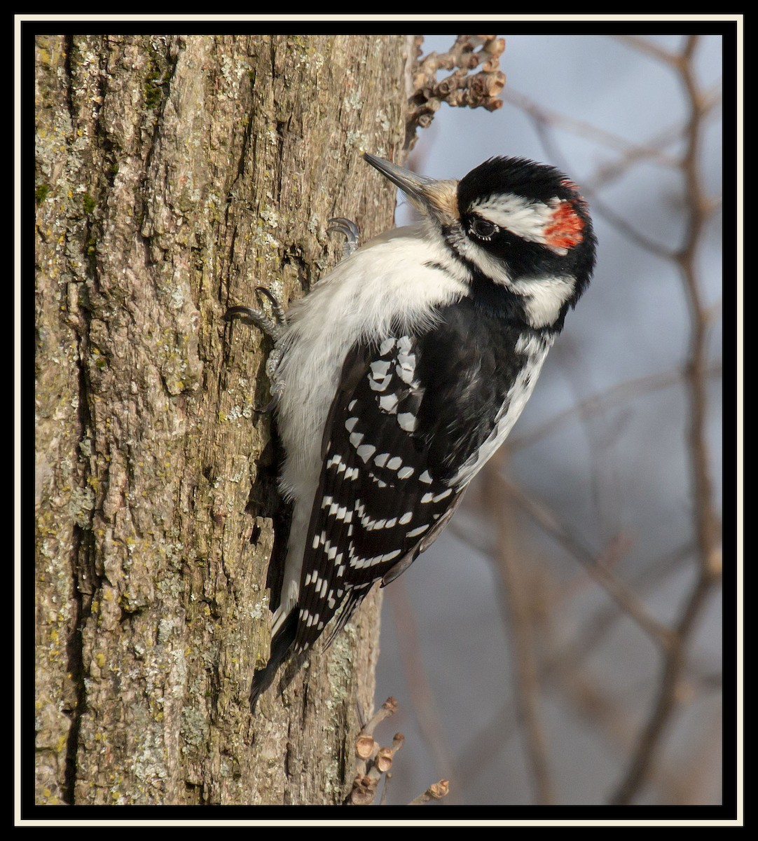 Hairy Woodpecker - Bonnie Graham