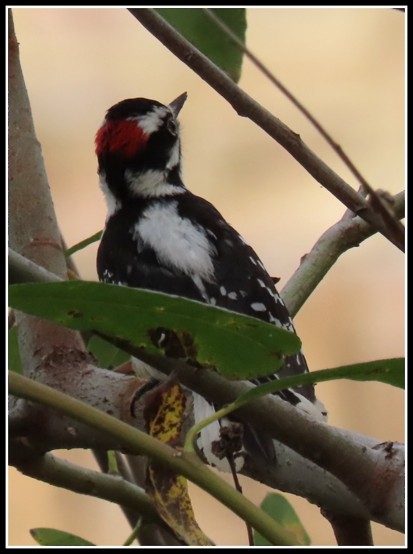 Downy Woodpecker - ML200390361