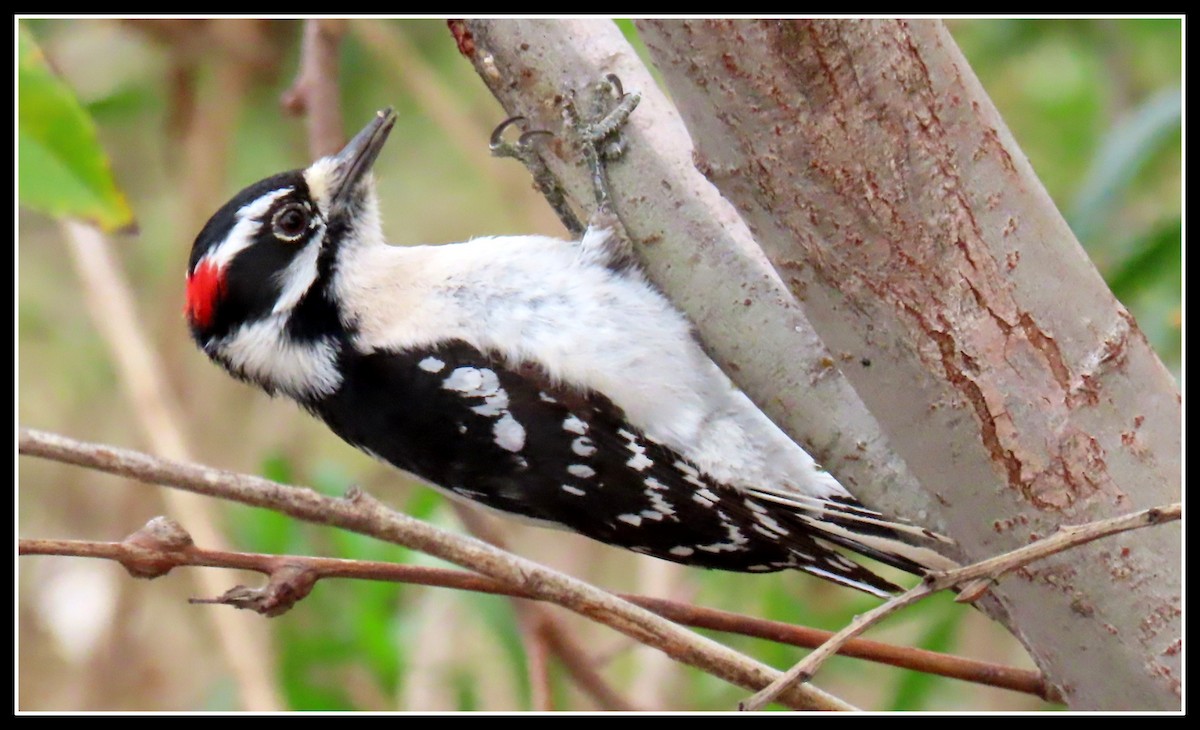 Downy Woodpecker - ML200390391