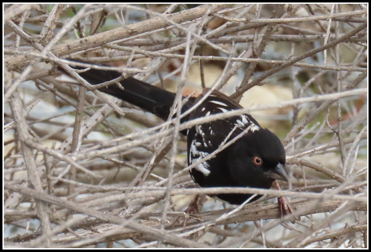 Spotted Towhee - ML200391101