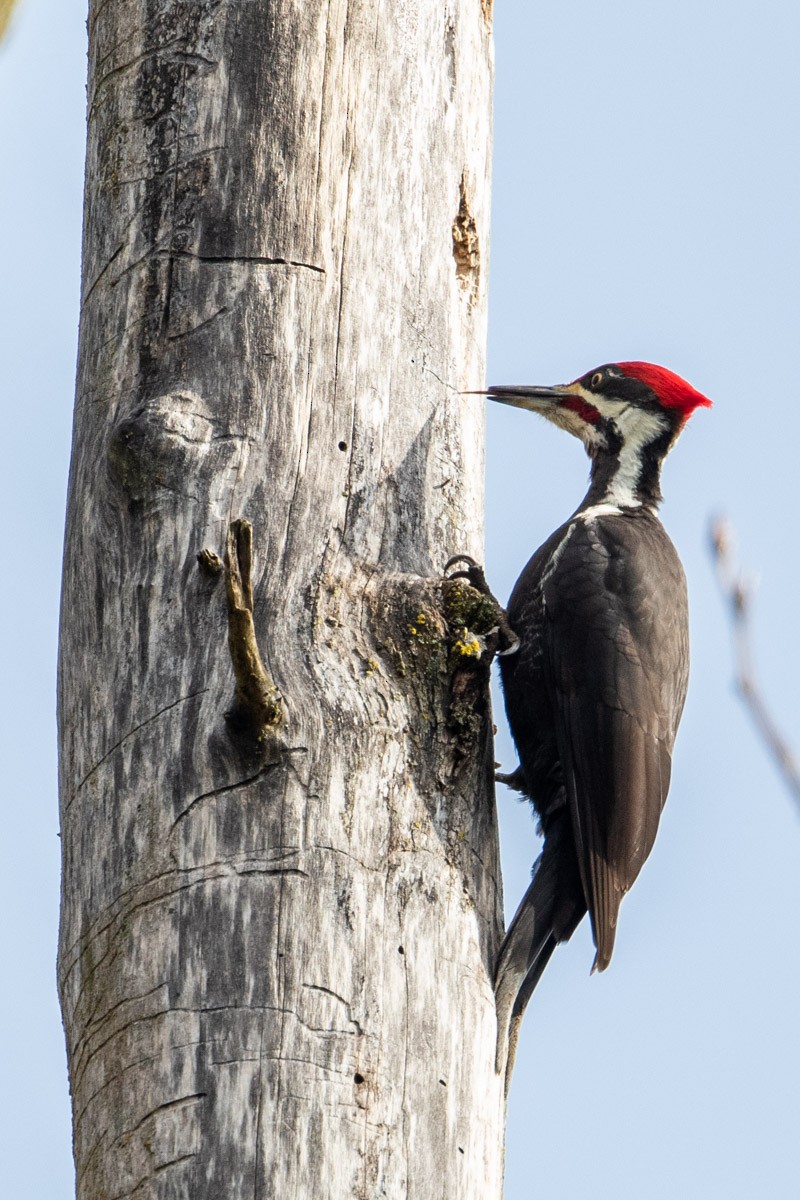 Pileated Woodpecker - Jonathan Ley