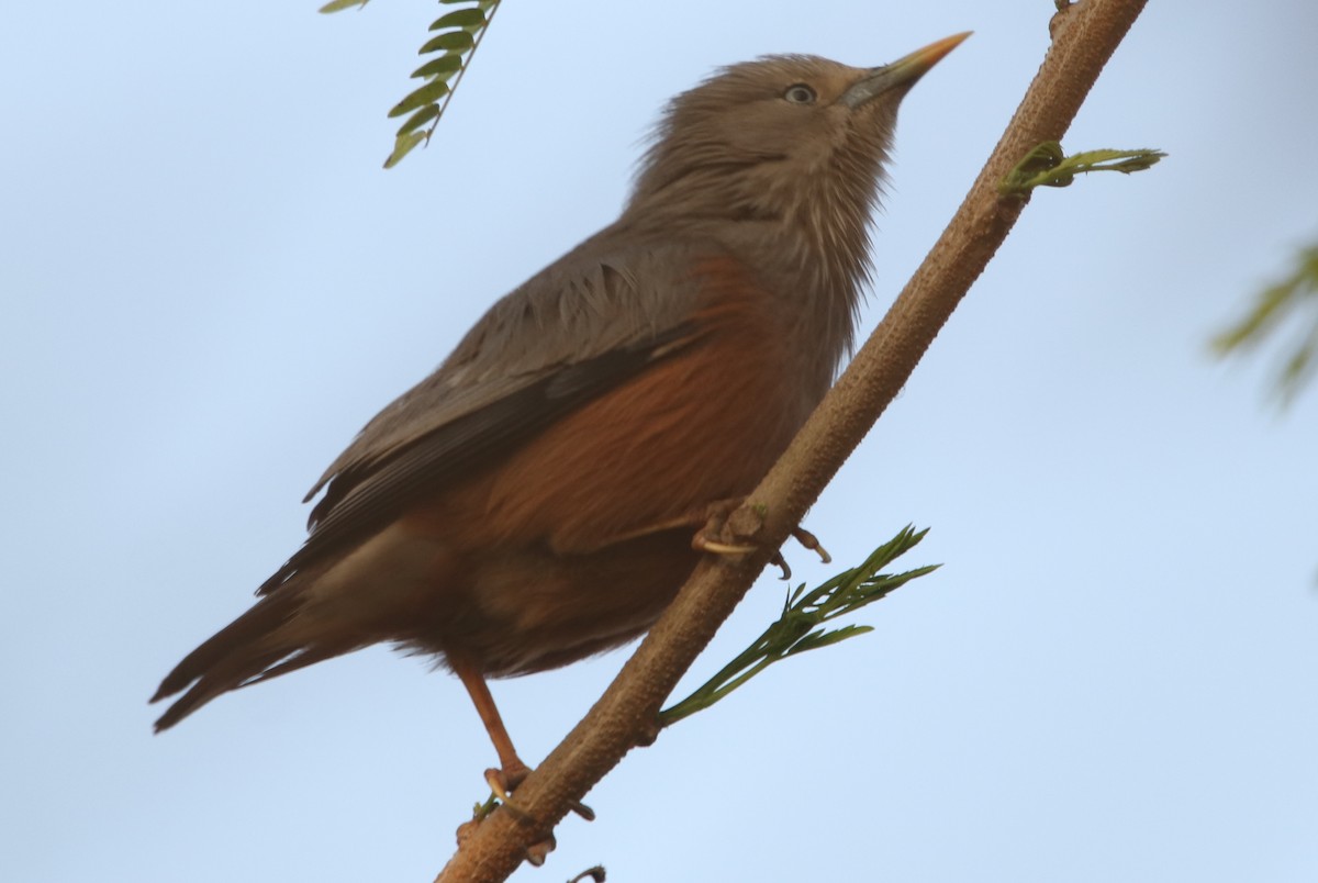 Chestnut-tailed Starling - ML200391511