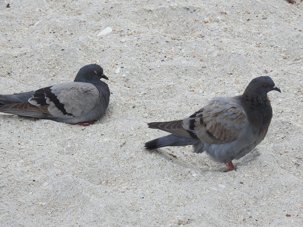Rock Pigeon (Feral Pigeon) - Dennis S Main