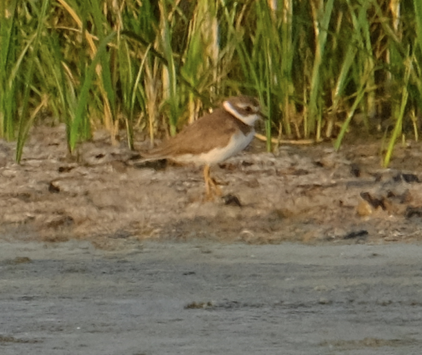 Semipalmated Plover - ML200400471