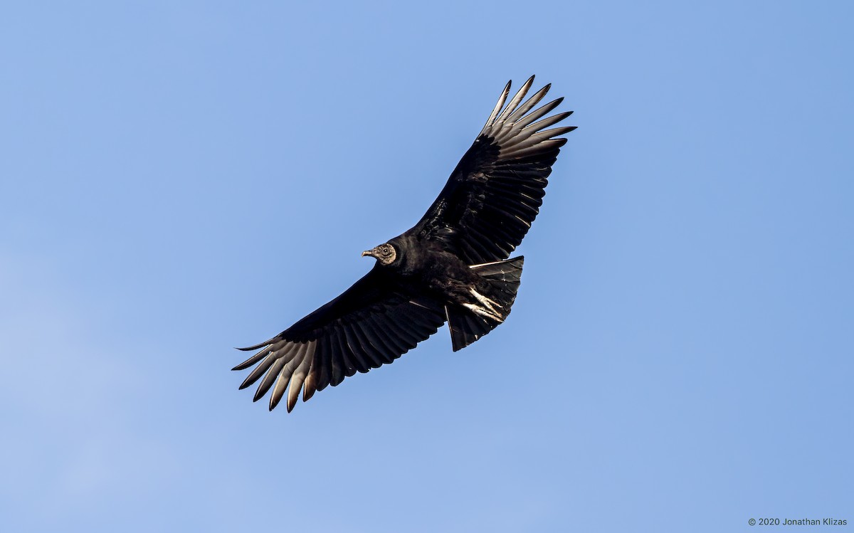 Black Vulture - Jonathan Klizas