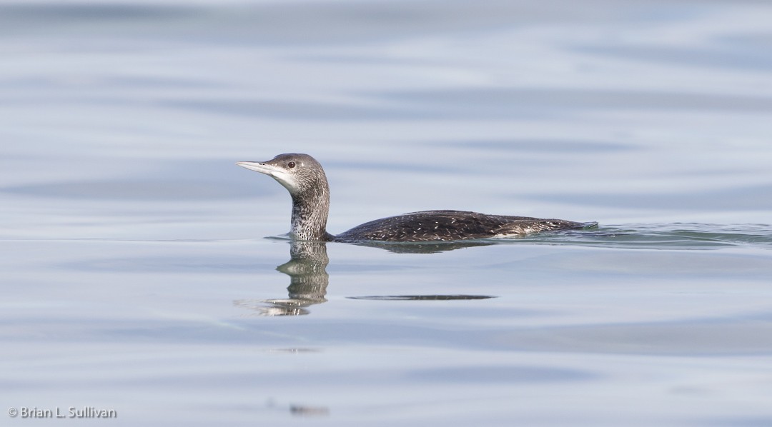 Red-throated Loon - Brian Sullivan