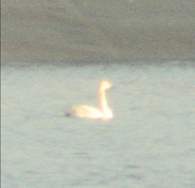 Tundra Swan - Rei Segali