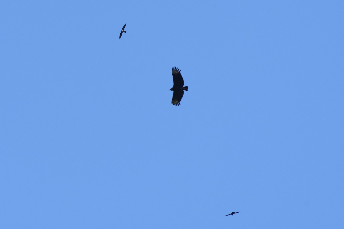 Black Vulture - German Garcia
