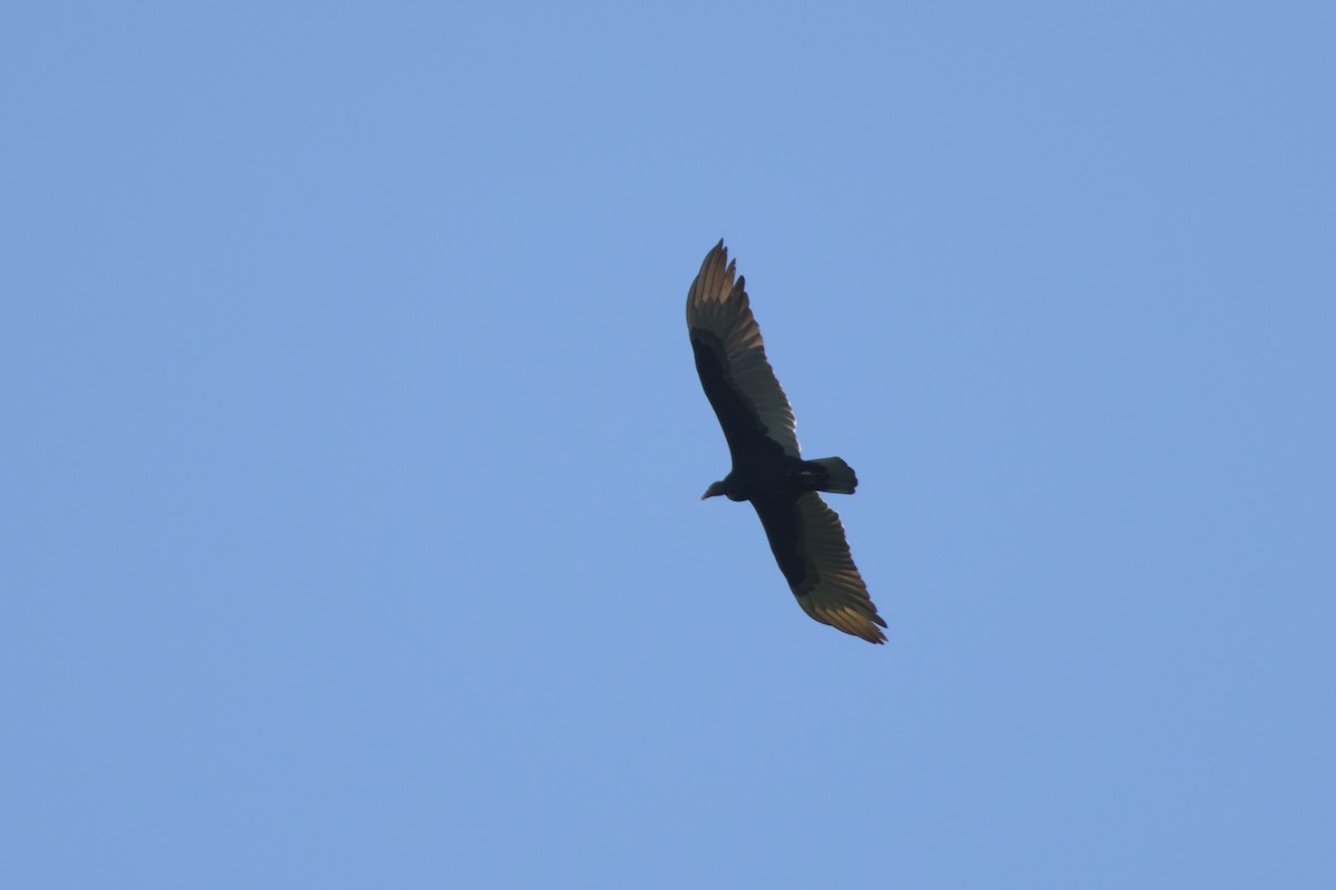 Turkey Vulture - ML200412891