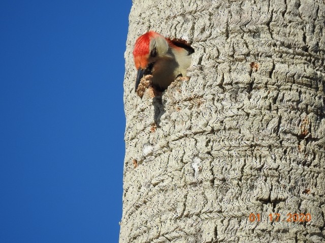 Red-bellied Woodpecker - ML200413231
