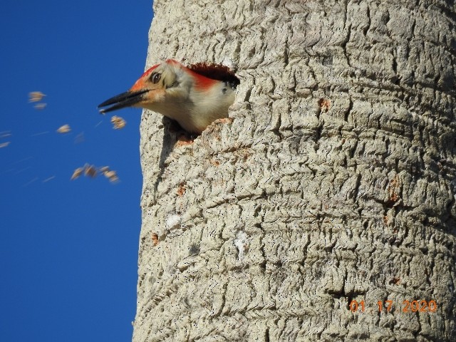Red-bellied Woodpecker - ML200413351