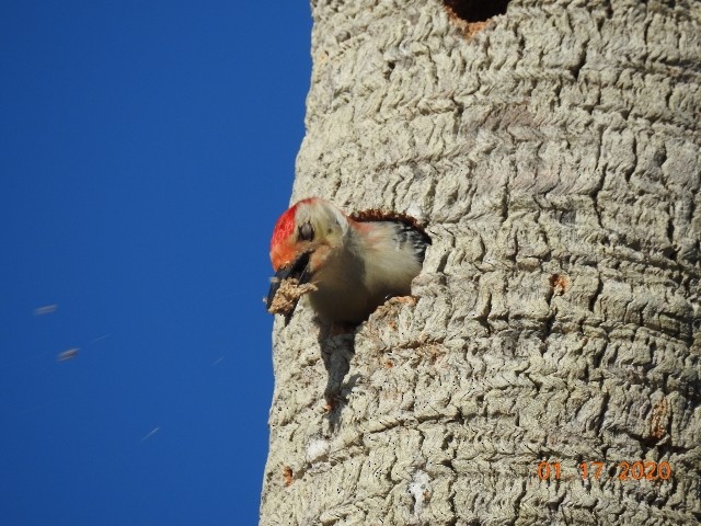 Red-bellied Woodpecker - ML200413481