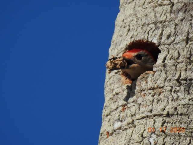 Red-bellied Woodpecker - ML200413811