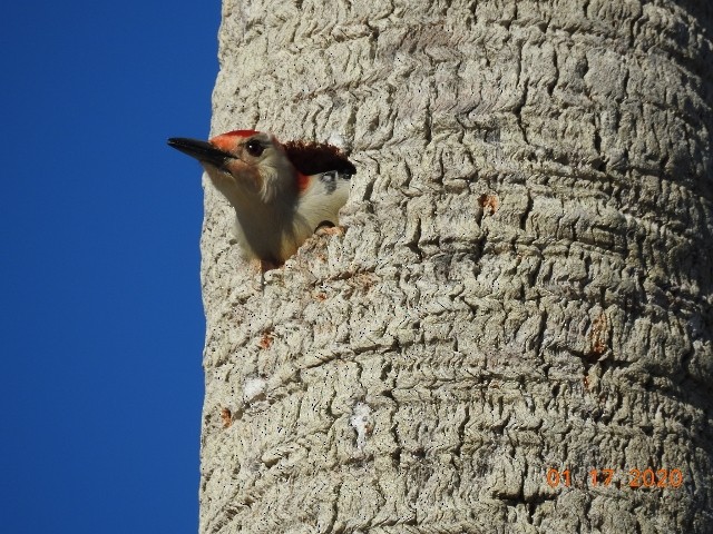 Red-bellied Woodpecker - ML200414211