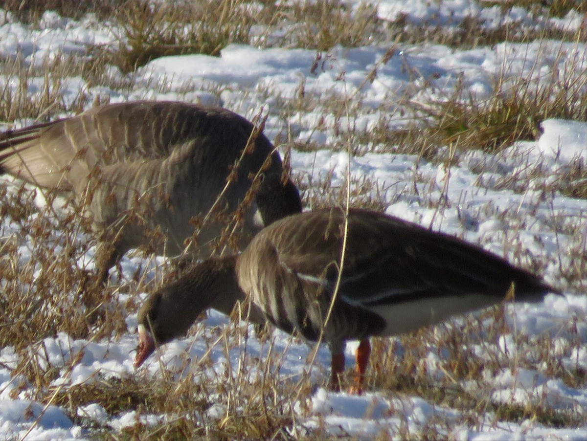 Greater White-fronted Goose - ML200418071