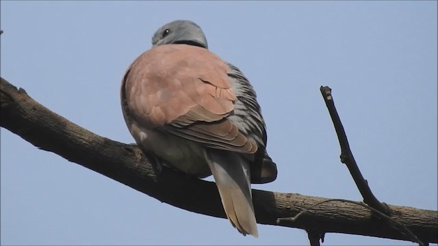 Red Collared-Dove - ML200420861