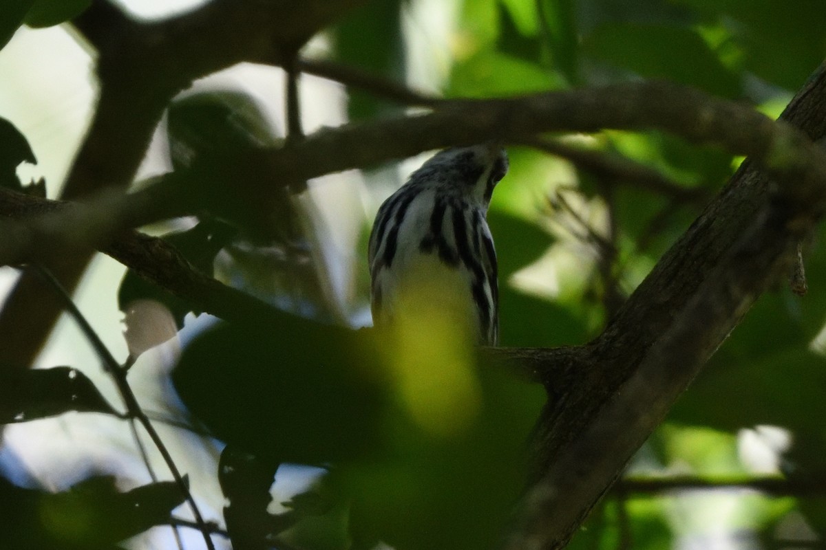 Black-and-white Warbler - German Garcia
