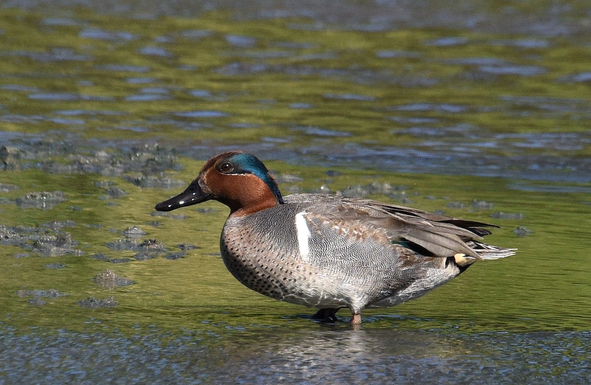 Green-winged Teal - ML200421171
