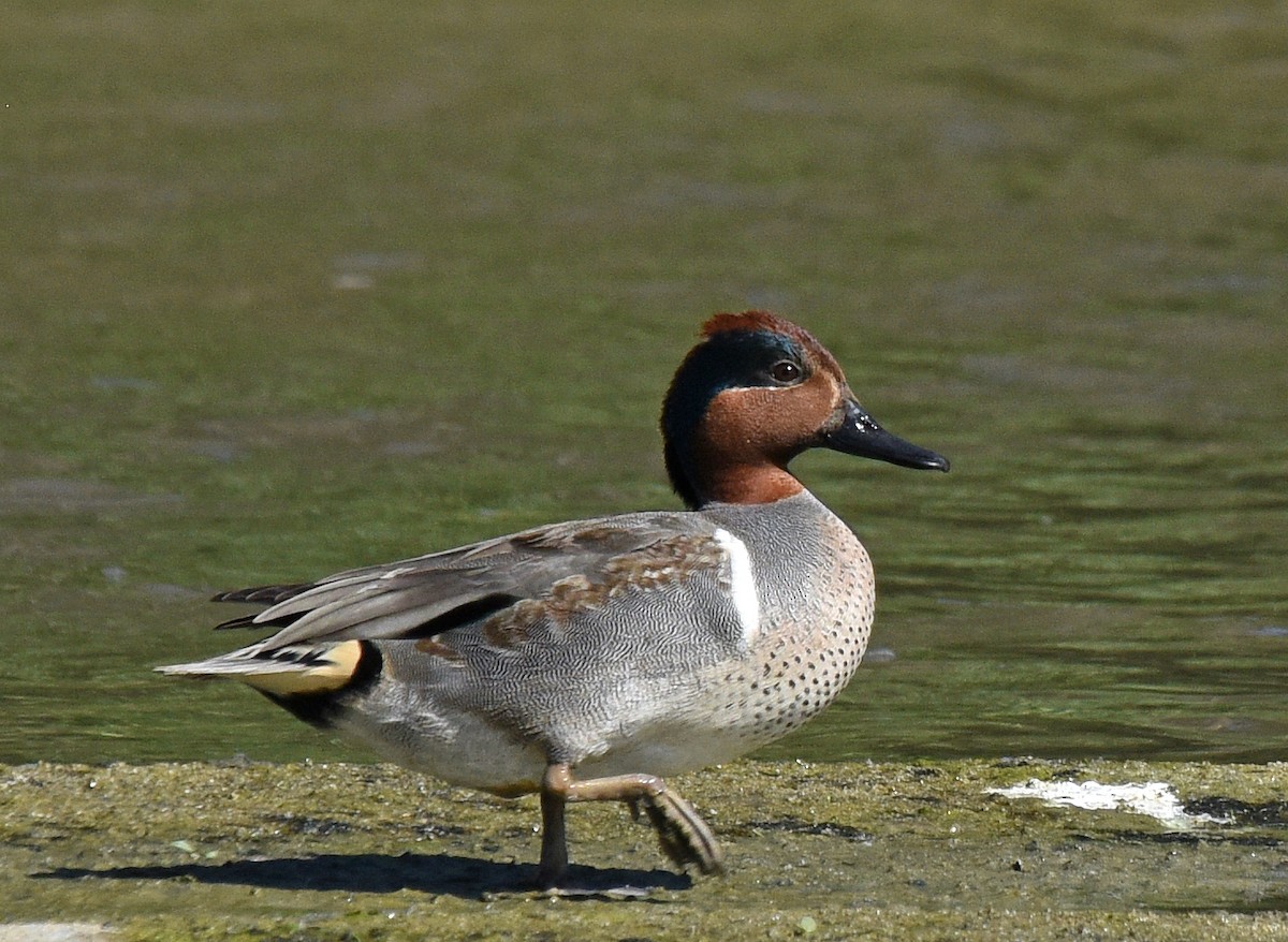 Green-winged Teal - ML200421491
