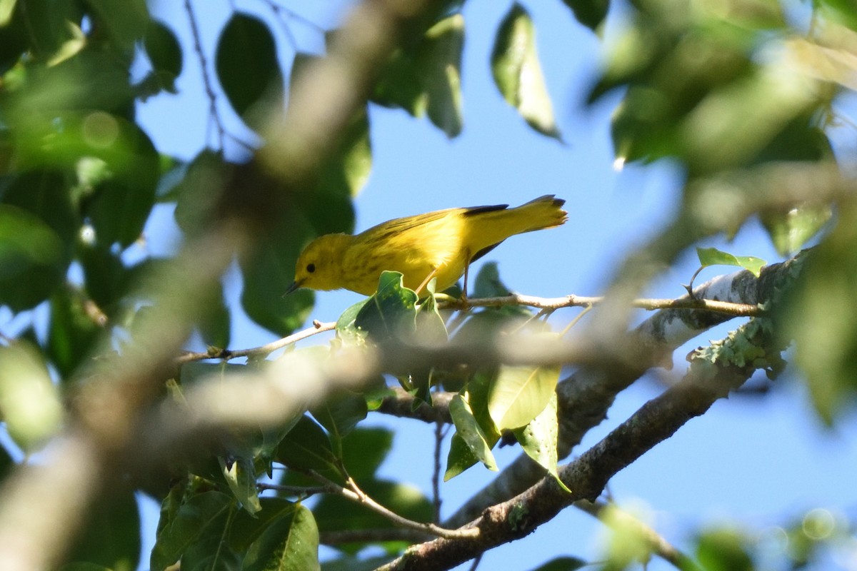 Yellow Warbler (Northern) - German Garcia