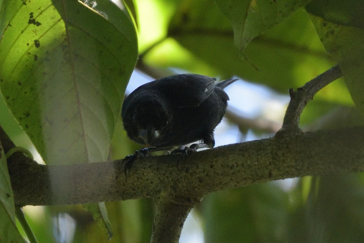 Variable Seedeater - ML200422211