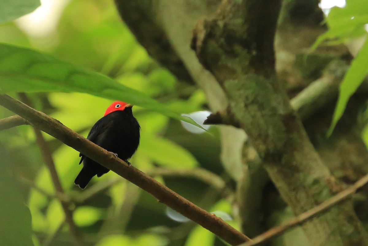 Red-capped Manakin - ML20042271