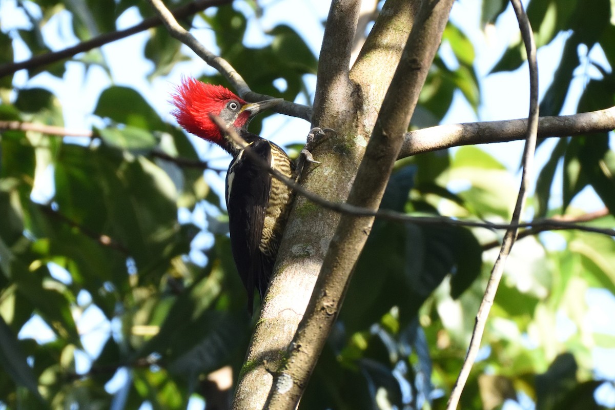 Lineated Woodpecker - German Garcia