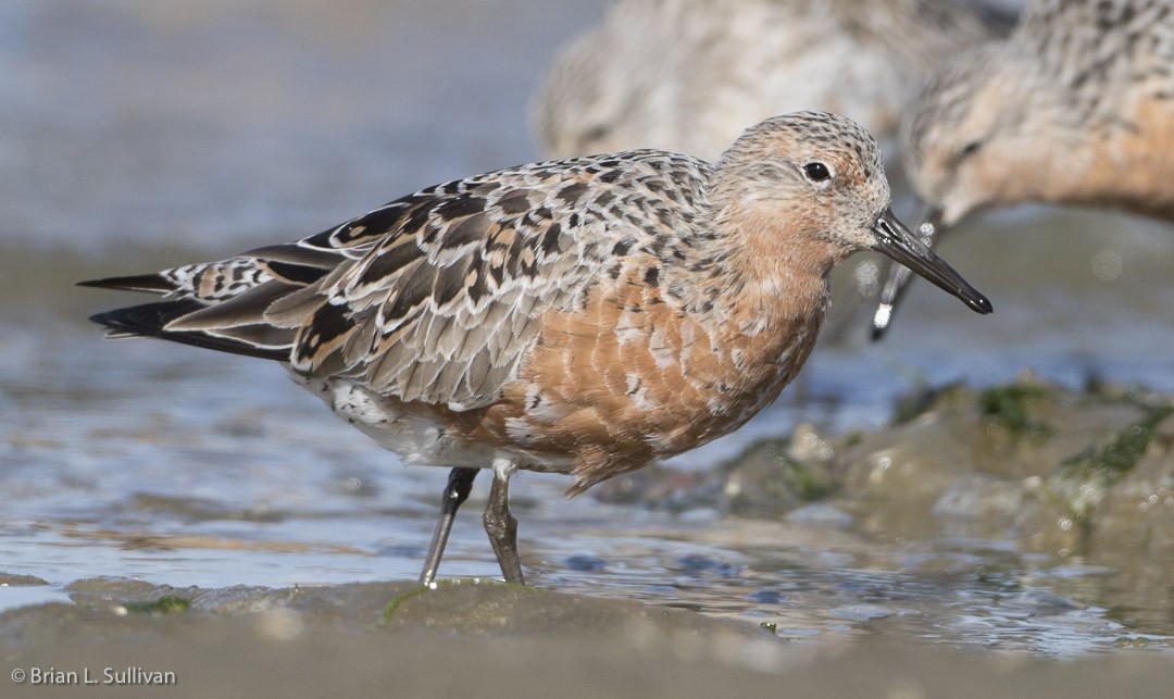 Red Knot - ML20042521