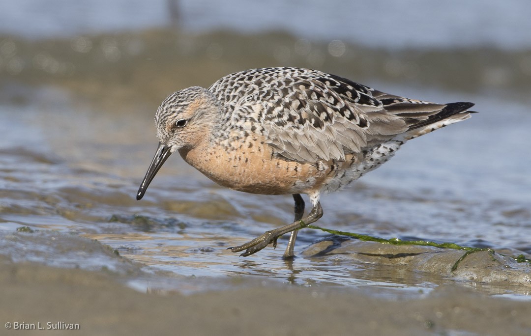 Red Knot - ML20042531