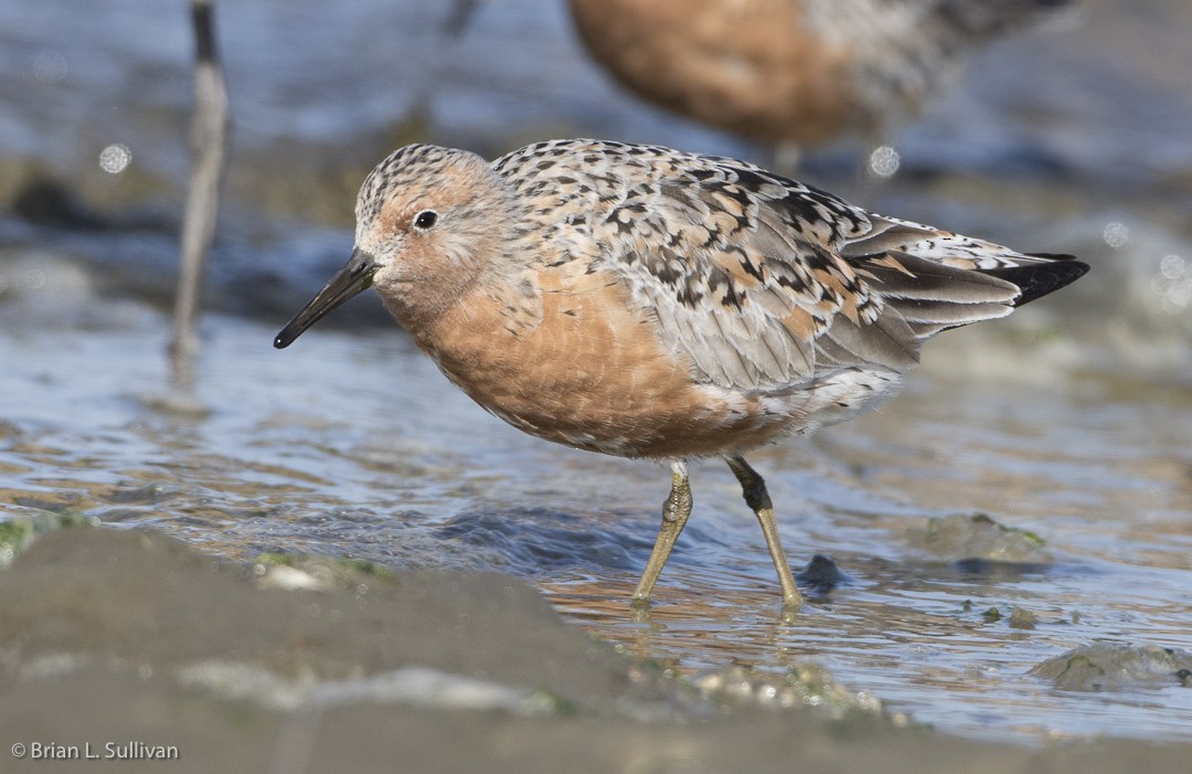 Red Knot - ML20042541