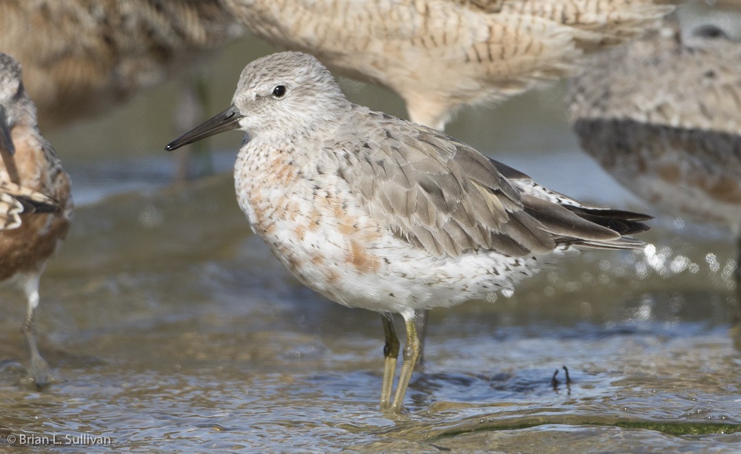 Red Knot - ML20042561