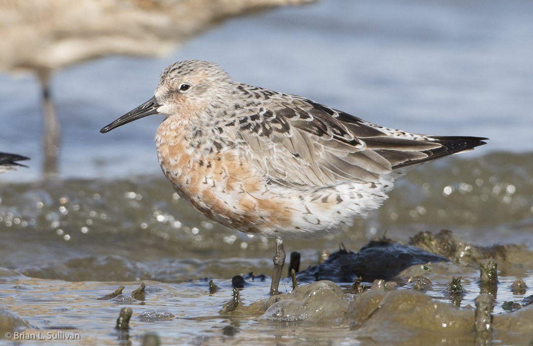 Red Knot - ML20042581