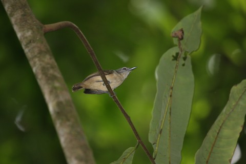 White-flanked Antwren - eBird