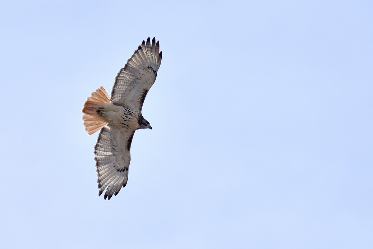 Red-tailed Hawk (borealis) - Daniel Irons