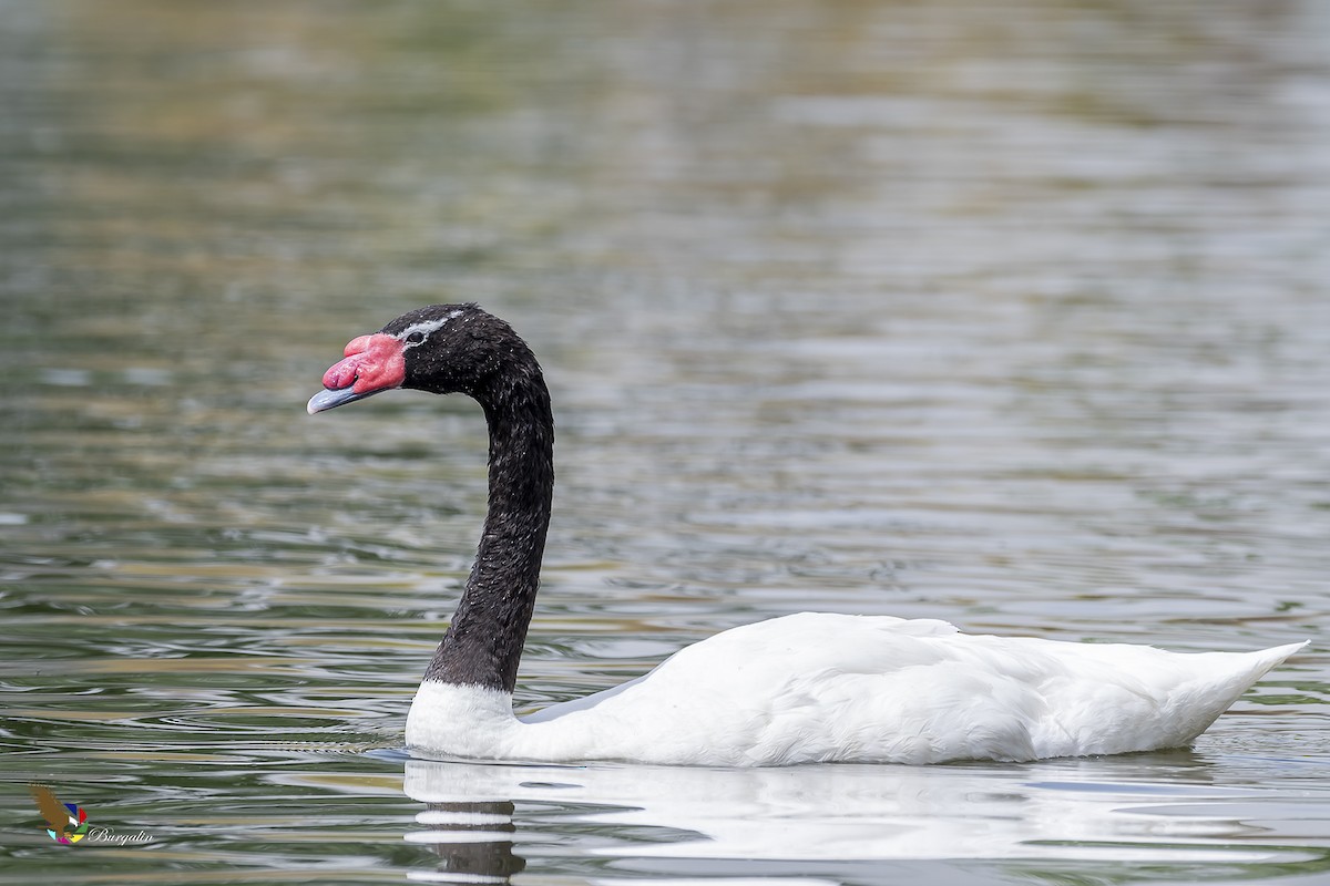 Black-necked Swan - ML200430661