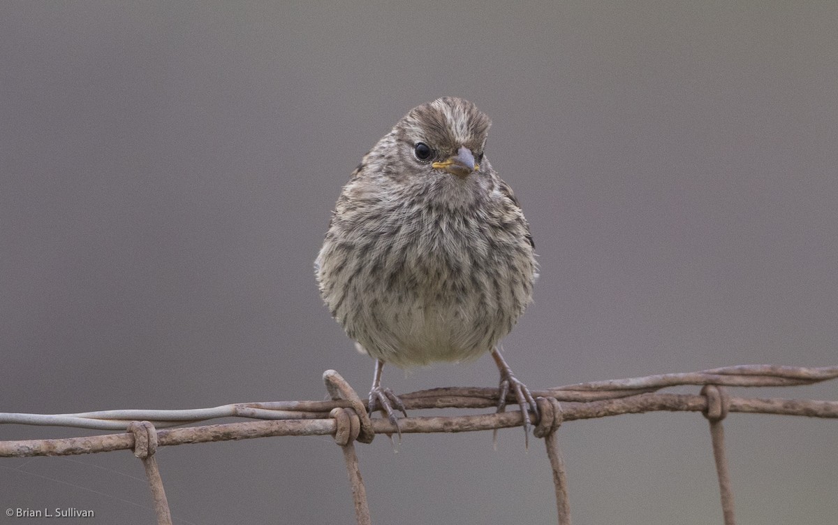 White-crowned Sparrow (nuttalli) - ML20043211