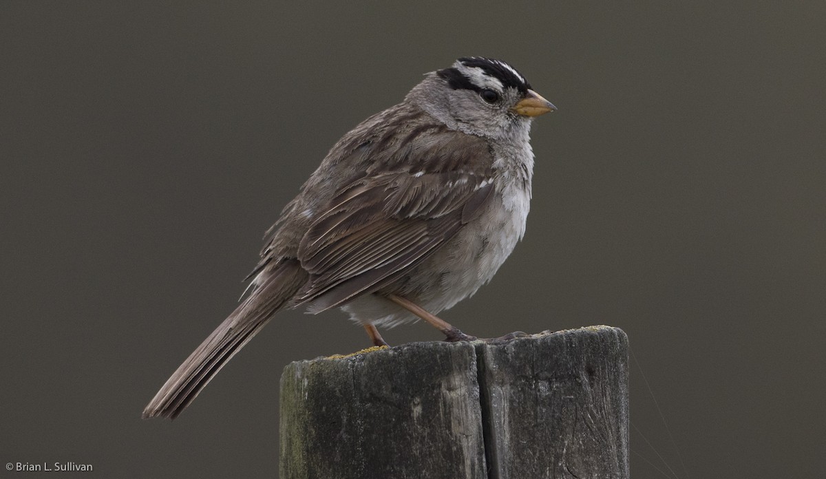 White-crowned Sparrow (nuttalli) - ML20043221