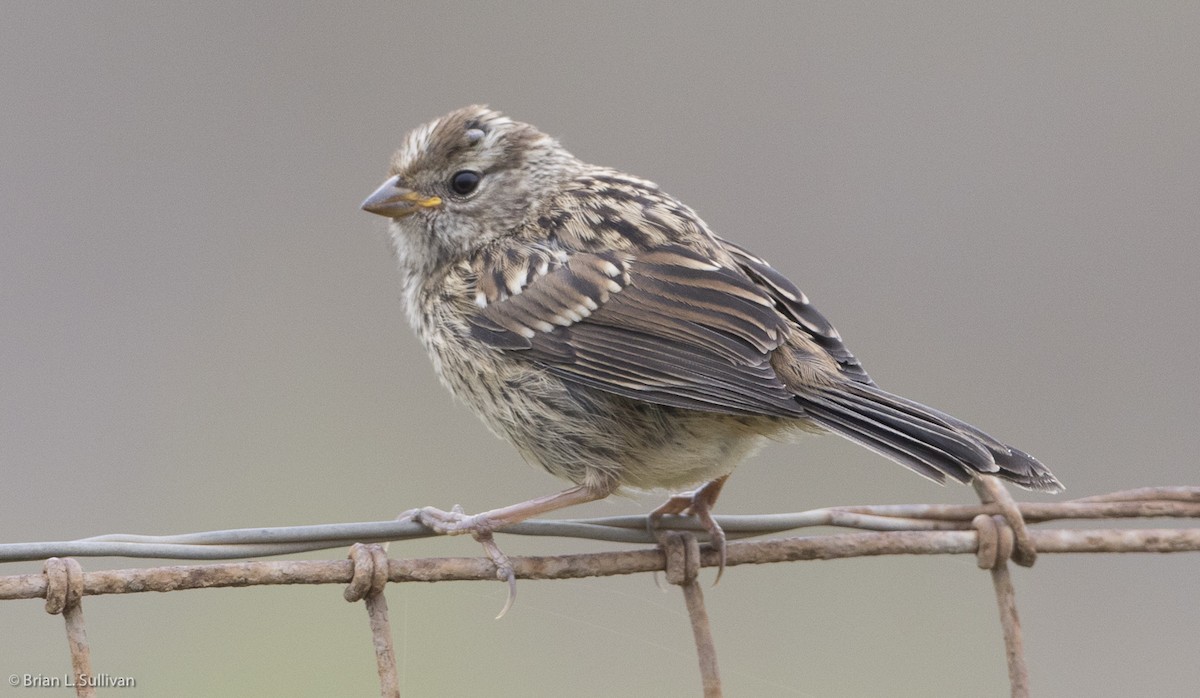White-crowned Sparrow (nuttalli) - ML20043231