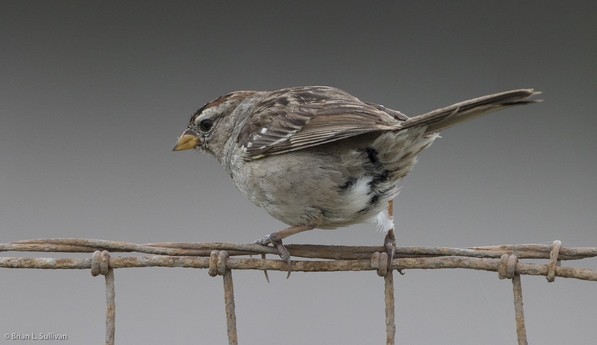 White-crowned Sparrow (nuttalli) - ML20043241