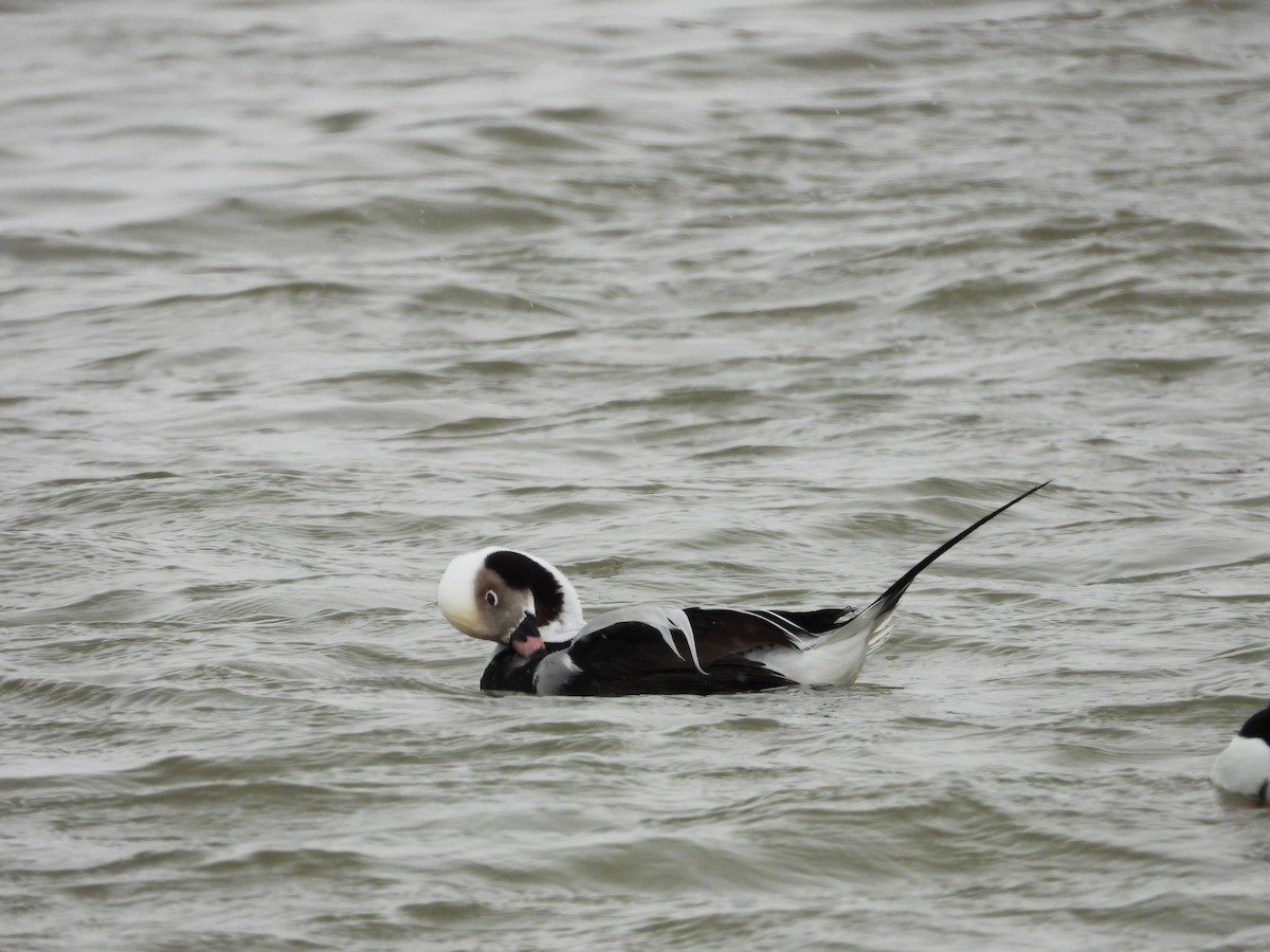 Long-tailed Duck - Mourad Jabra
