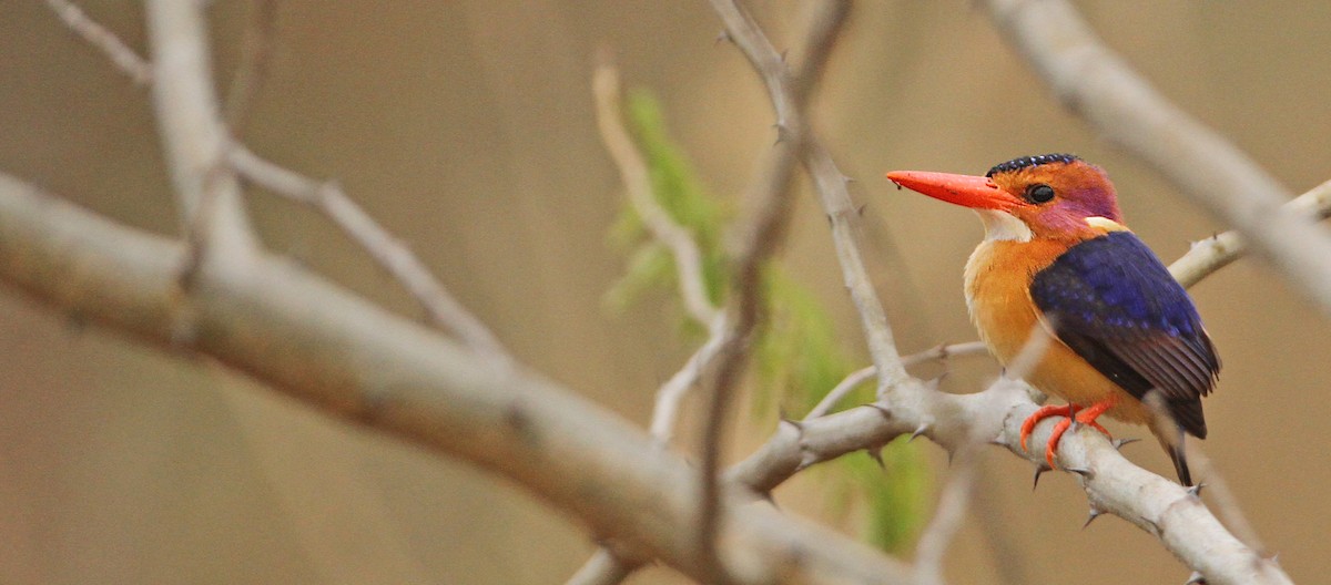 African Pygmy Kingfisher - Luke Seitz