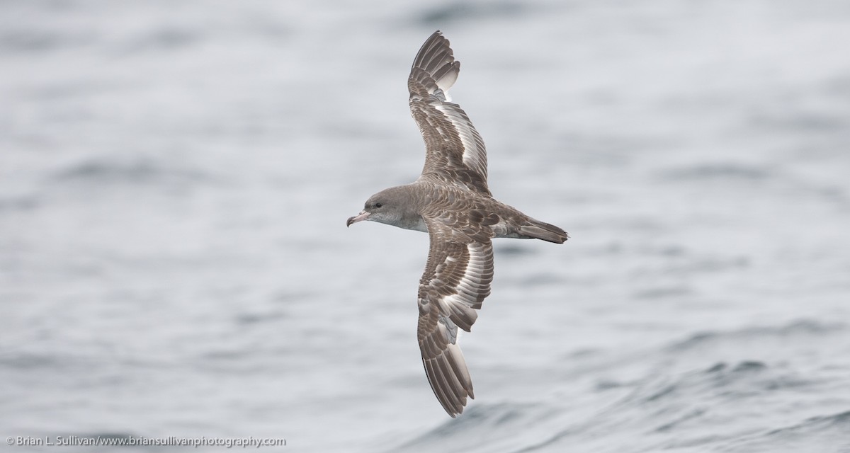 Pink-footed Shearwater - Brian Sullivan