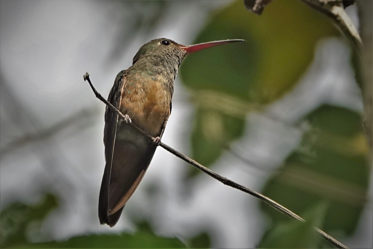 Buff-bellied Hummingbird - ML200442231
